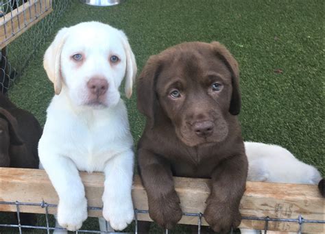 labrador breeders perth